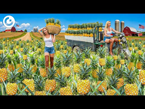 How MILLIONS of Pineapples are Harvested & Processed | UNBELIEVABLE Pineapple Farming