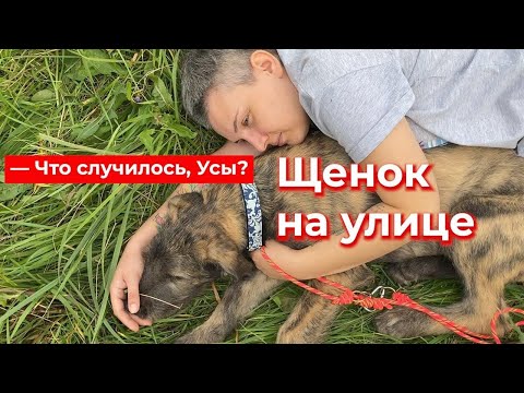 What's up, whiskers? Puppy on the street