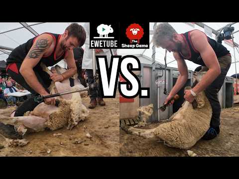 I COMPETED AGAINST THE SHEEP GAME IN SHEARING!