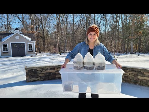 Winter Sowing 2022 Part 2 Tomatoes, Peppers, & Eggplant zone 6b. I ran out of containers! now what?