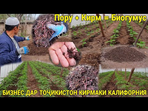 БИЗНЕСИ НАВ ДАР ТОҶИКИСТОН КИРМАК БИОГУМУС БАРОИ РАСТАНИҲО АЗ ДОРУ БАҚУВВАТ АСТ 13 март 2022