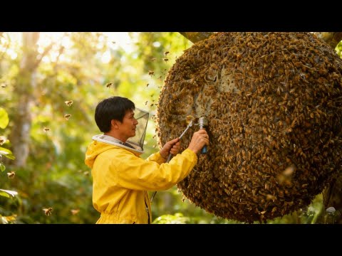 帮株洲粉丝除虎头蜂，开始误闯竹鼠洞穴，最终发现洞穴又破纪录了！