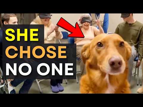 When Dogs Choose No One… 😭 Until This Moment Melts Your Heart ❤️🐶