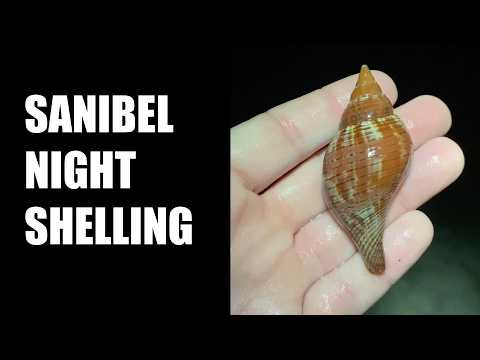 Night shelling. Finding shells on Sanibel in the dark.