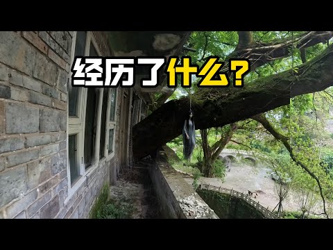 恐怖！这几户人家到底经历了什么？广东跟重庆惊现“房树共生”罕见奇观【阿城视野】