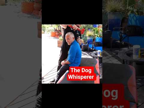 The Dog Whisperer Cesar Milan gets Hammered