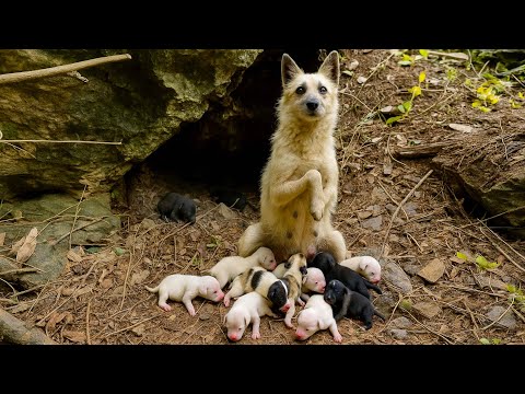 After I gave the mama dog some treats, she surprisingly led me to see her little puppies. 🐶🐕❤😘🥰