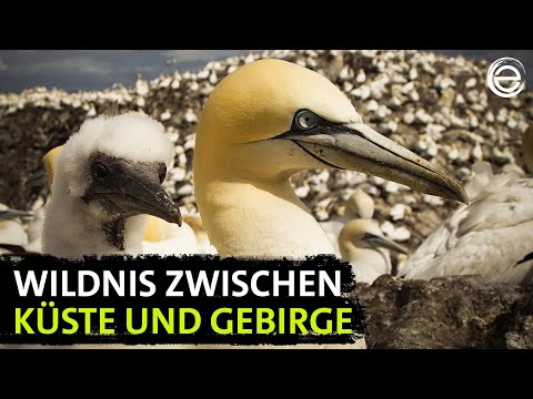 Wales – Britain's Wild West | Experience Earth