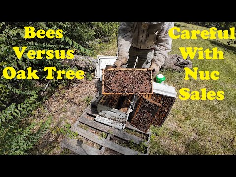 Honeybees That Were Crushed | Surprises in Three Hives