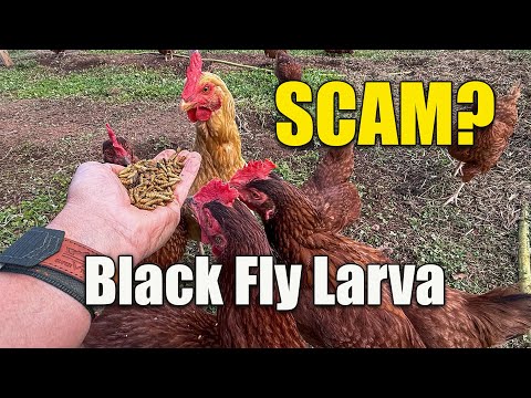 SCAM or Do black soldier fly larvae make chickens lay more eggs?