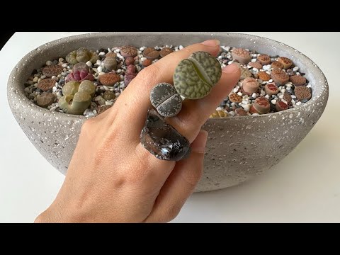 Литопсы/ Lithops. Реакции литопсов на лишнюю воду. Что бывает, если литопсы перелить.😱 08.05.2023
