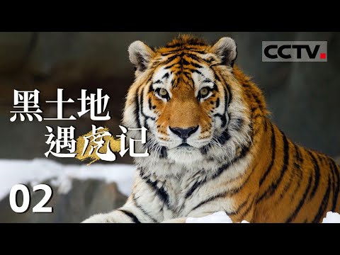 《黑土地遇虎记》02 越来越多的东北虎活跃在这片土地上 当人和东北虎在野外不期而遇 又发生了哪些鲜为人知的故事？【CCTV纪录】