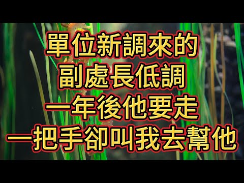 單位新調來的副處長低調，一年後他要走，一把手卻叫我去幫他#民間故事#孝顺#儿女#讀書#養生#情感故事#房产#晚年哲理#中老年心語#養老#真實故事 #故事 #外遇 #婚外情 #小姨子