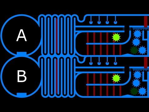 Attach the Gear - Marble Race (Team) in Algodoo