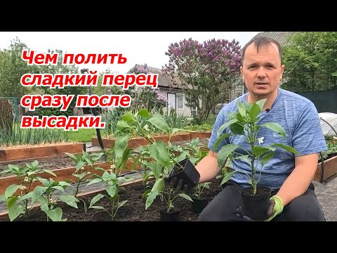 The seedlings of sweet pepper will begin to develop powerfully immediately after landing!