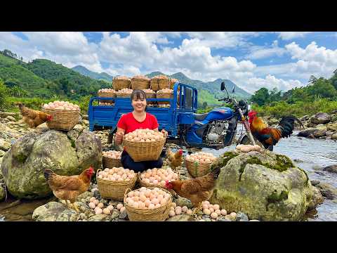 TIMELAPSE -- Harvesting 1000+ Rare Forest Chicken Eggs by the Stream, Go to Market Sell
