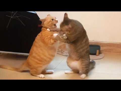 New Funniest Cats Clips 2025😼Try Not To Laugh😜 #41