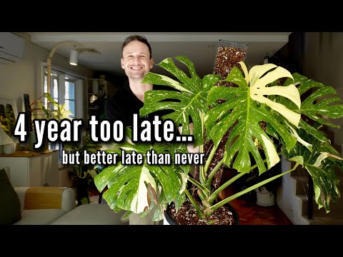 Watch this before you pot up your Thai Constellation - from Crawler to Climber