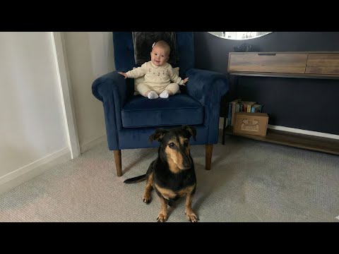 Old Dog Protects Baby While Grandpa Sleeps - Funny Dog POV