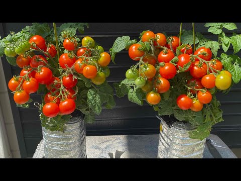 How to grow many cherry tomatoes in plastic bottles