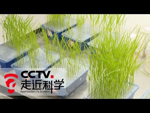 《走近科学》 让杂草变优粮 20190306 | CCTV走近科学官方频道