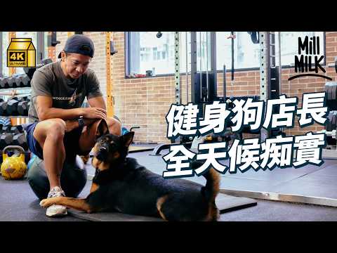 #MM｜大坑健身室店狗 同主人24小時一齊陪返工放工 每星期行山2 3次 曾被鐵鏈鎖喺山邊 獲義工拯救後獲健身教練領養｜#700萬種生活 #4K