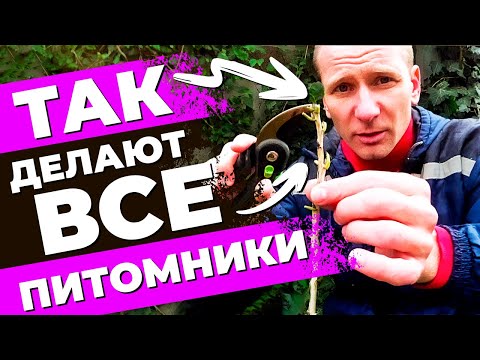 GENIUS AND SIMPLE. CUT AND PLANT CURRANT CUTTINGS THIS WAY - THEY QUICKLY AND EASILY ROOT!