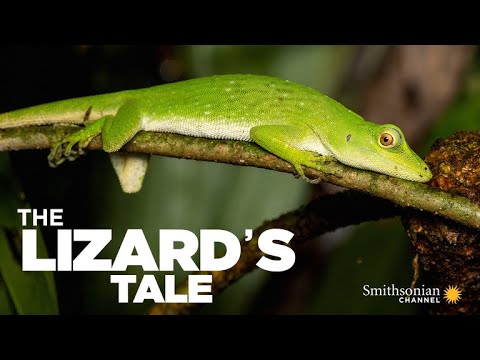 The Lizard's Tale 101: Meet the Anoles
