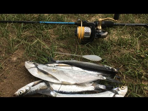 Volga sabrefish on interesting tackle