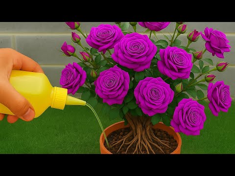 Pour 1 bottle! All the rose branches will root and bloom by tomorrow morning