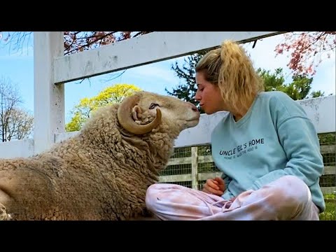 1 Hour of Animal Love That Will Heal Your Heart ❤️ Heartwarming Moments 2025