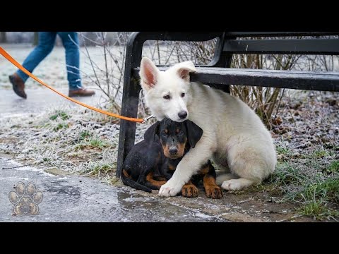 My White Shepherd Puppy Refused To Leave The Starving Doberman – So I Let Her Decide