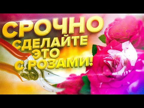 КАК ПРАВИЛЬНО ОБРЕЗАТЬ РОЗЫ В АВГУСТЕ?