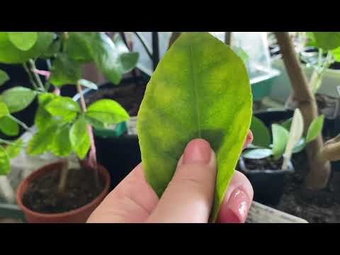 Ох! Уж! Эти Цитрусовые 🤦‍♀️