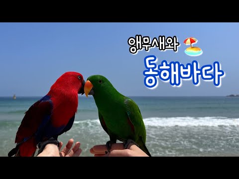 [지구젤리/일상] 앵무새랑 동해바다로 2박 3일 펜션 여행🏖️