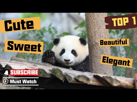 All About He Hua: 2022 Fan Favorite Pandas Top 1 | iPanda