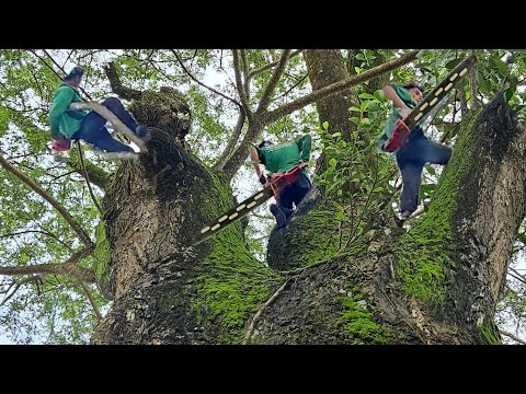 Cưa Cây Còng To Khủng, Tàn Um Tùm Bám Đầy Rong Rêu, Ngay Lộ Xe, Hồi Hộp, Quá Kỹ Thuật, 297