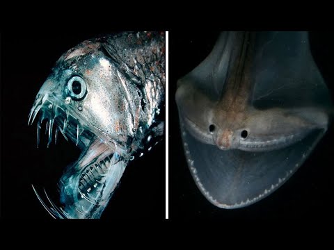 ▽ The Strangest and Most Unusual Fish in the World