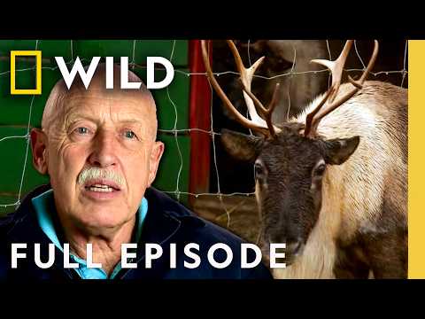 Santa Paws (Full Episode) | The Incredible Dr. Pol | Nat Geo Animals