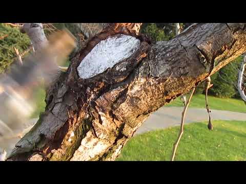 ЧЕМ ЛУЧШЕ ОБРАБАТАТЬ СРЕЗЫ. Результат  лечения ран и разрывов коры.