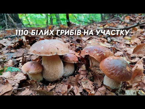 The best mushroom hike of my life! 110 mushrooms in one area!