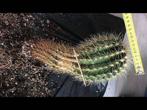 Укоренение взрослого кактуса. Эхинокактус. "Быть или не быть", - но кактусу жить!  :)