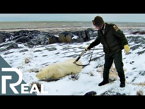 Polar Bear Alert Agent | Risk Takers | Episode 6 | FD Real Show