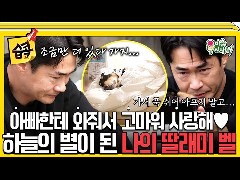 [#SBSCollection📌] Bae Jungnam says goodbye to his only family, Bell😭 #MyLittleOldBoy