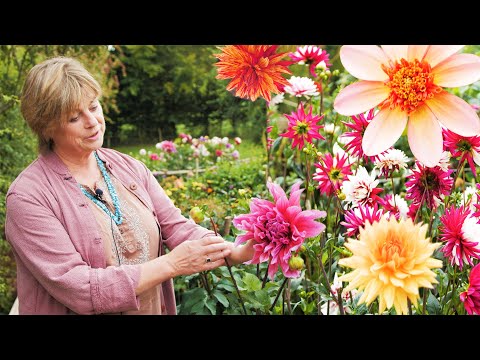 Sarah Raven - How to grow dahlias | Good Housekeeping UK