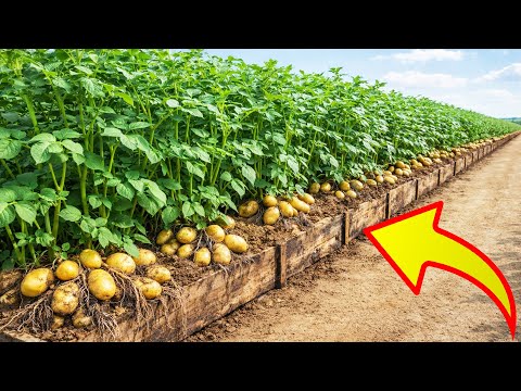 How I Grow Potatoes on a Rooftop and Harvest So Many Tubers