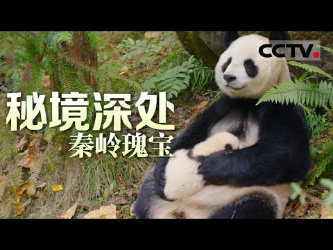 《秘境深处》秦岭瑰宝：罕见！野生大熊猫养育宝宝视频首次发布 熊猫妈妈喂奶熊猫宝宝【CCTV纪录】
