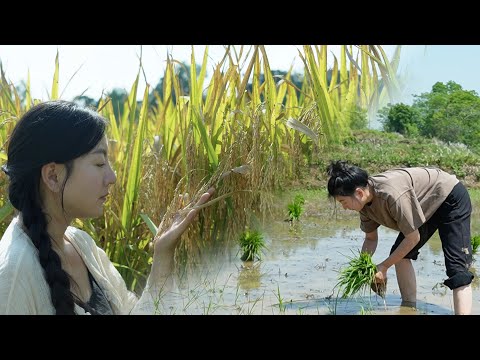 The life of rice｜春播一粒穀，秋收滿倉糧。四季輪迴間，稻穀香四溢。