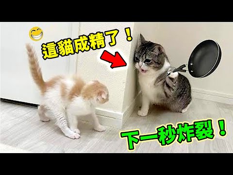 你敢信？盤點動物成精的十個瞬間！兔子鋪床，猩猩躲雨，鵝跳芭蕾，第一名竟然當眾擼串，簡直就是個人！