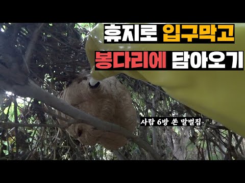 텃밭에 집지은 말벌집, 소주 담은 봉지에 통째로 넣어버리기 (말벌집 2개)